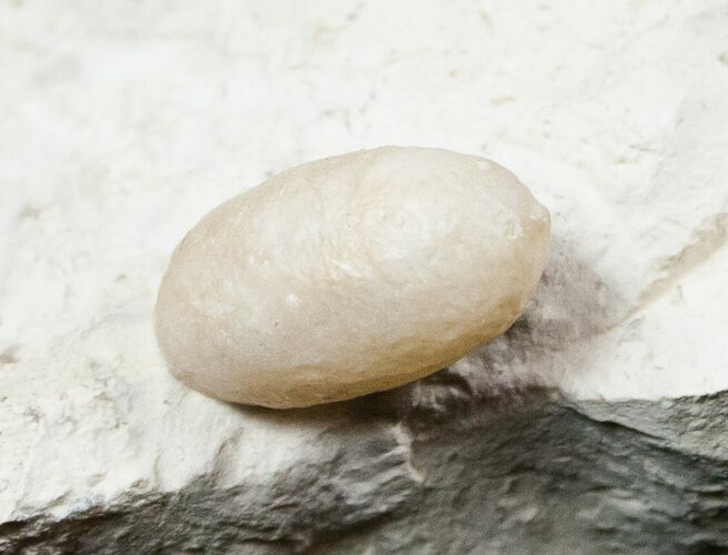 Eocene Aged Fossil Snake Egg - Bouxwiller, France #12966